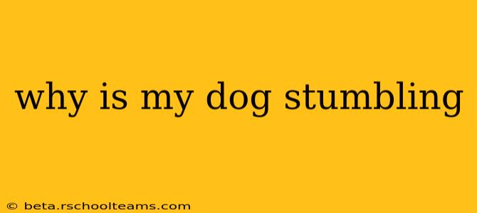 why is my dog stumbling