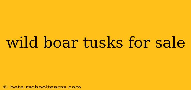 wild boar tusks for sale