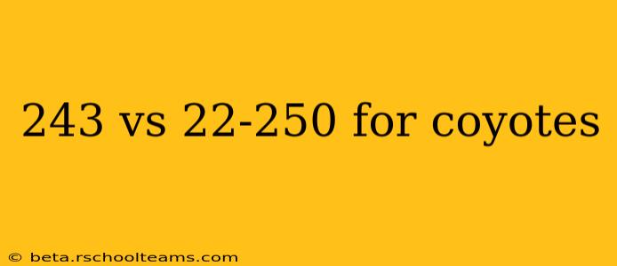 243 vs 22-250 for coyotes