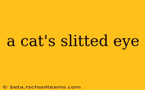 a cat's slitted eye