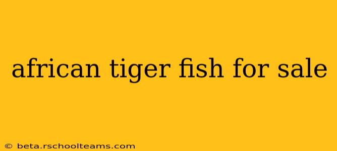 african tiger fish for sale