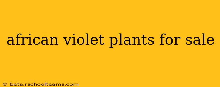 african violet plants for sale