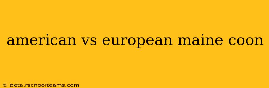 american vs european maine coon