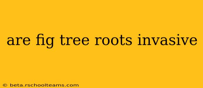 are fig tree roots invasive