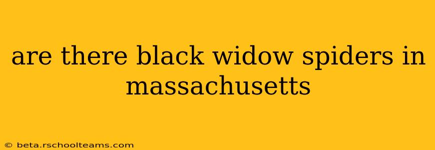 are there black widow spiders in massachusetts