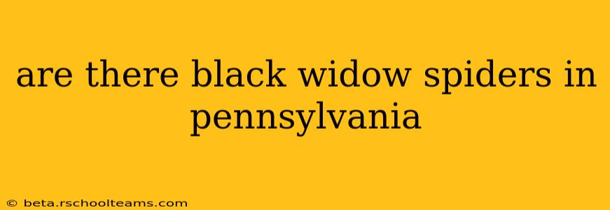 are there black widow spiders in pennsylvania