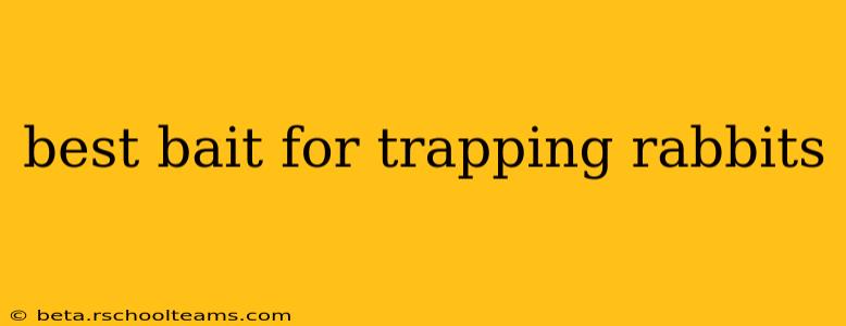 best bait for trapping rabbits
