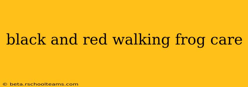 black and red walking frog care