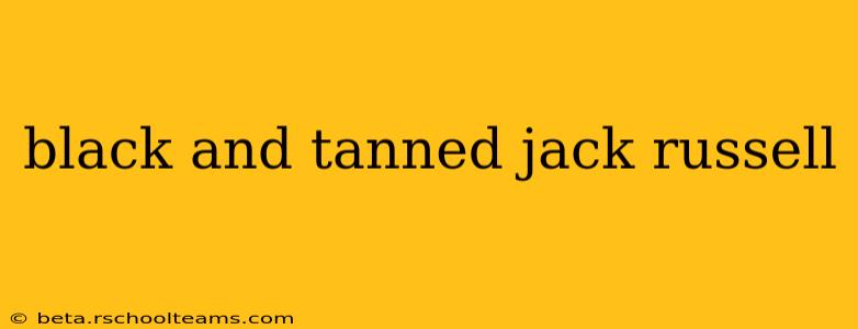black and tanned jack russell