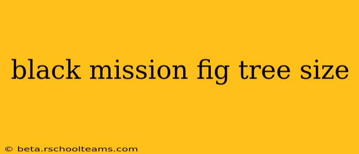 black mission fig tree size