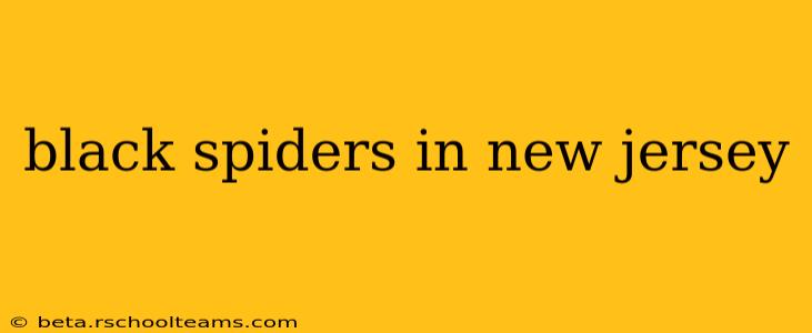 black spiders in new jersey