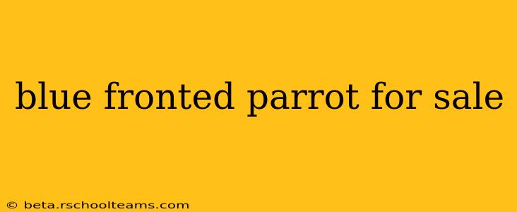 blue fronted parrot for sale