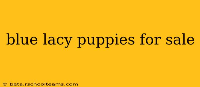 blue lacy puppies for sale