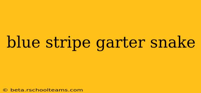 blue stripe garter snake