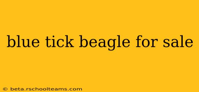 blue tick beagle for sale