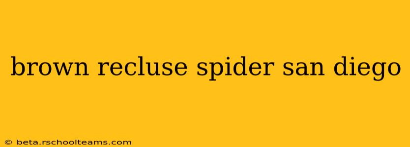 brown recluse spider san diego