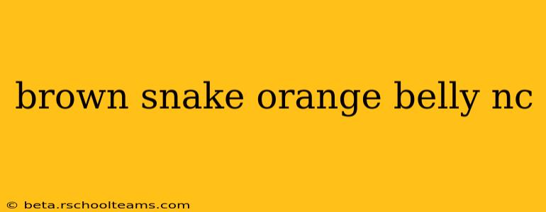 brown snake orange belly nc