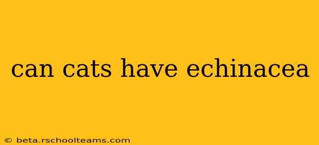 can cats have echinacea
