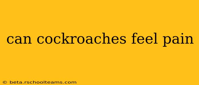 can cockroaches feel pain