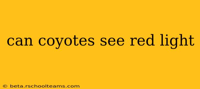 can coyotes see red light