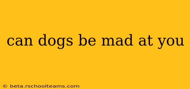 can dogs be mad at you