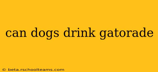can dogs drink gatorade