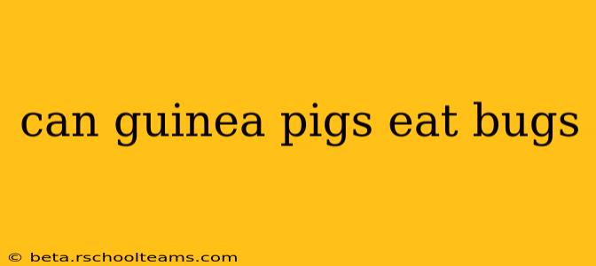can guinea pigs eat bugs