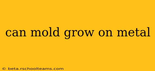 can mold grow on metal