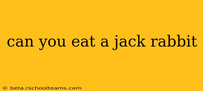 can you eat a jack rabbit