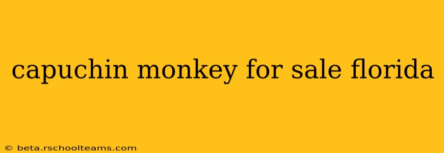capuchin monkey for sale florida