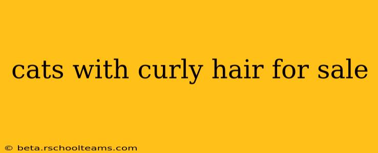 cats with curly hair for sale