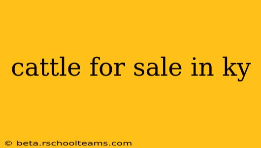 cattle for sale in ky