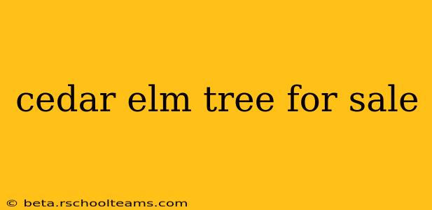 cedar elm tree for sale