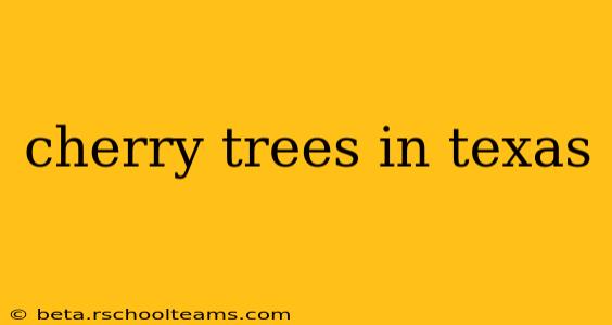 cherry trees in texas