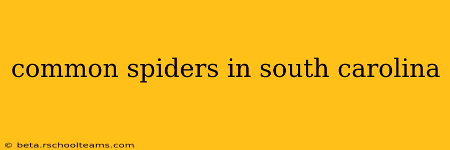 common spiders in south carolina