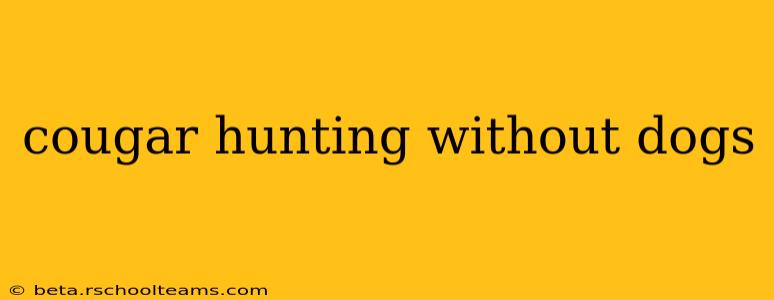 cougar hunting without dogs