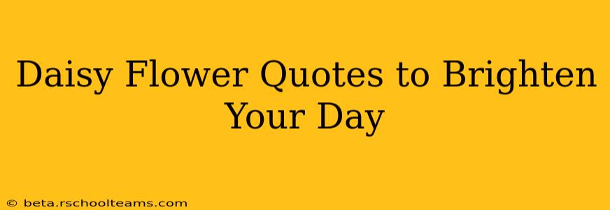 Daisy Flower Quotes to Brighten Your Day
