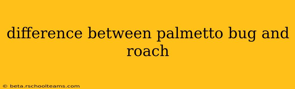 difference between palmetto bug and roach
