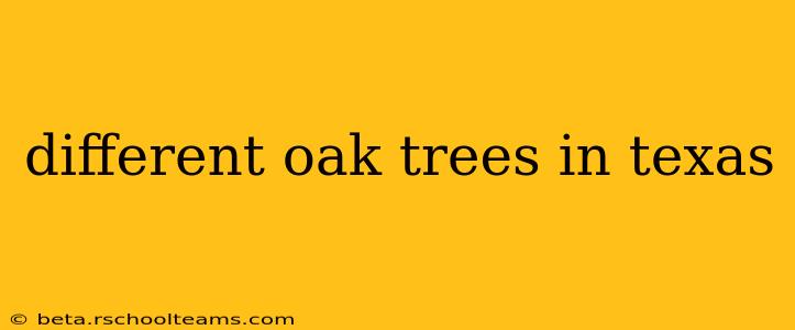 different oak trees in texas