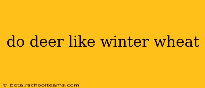 do deer like winter wheat