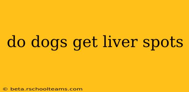 do dogs get liver spots