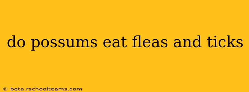 do possums eat fleas and ticks