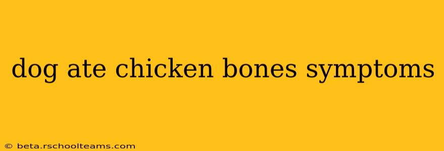 dog ate chicken bones symptoms