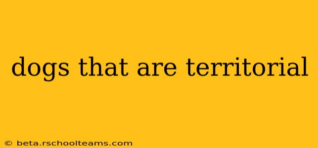 dogs that are territorial