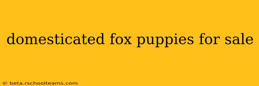 domesticated fox puppies for sale