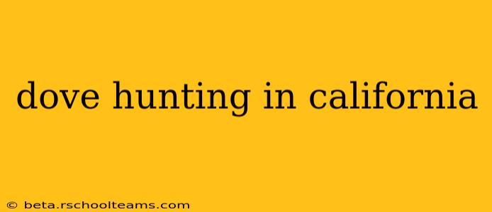 dove hunting in california