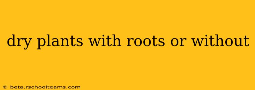 dry plants with roots or without