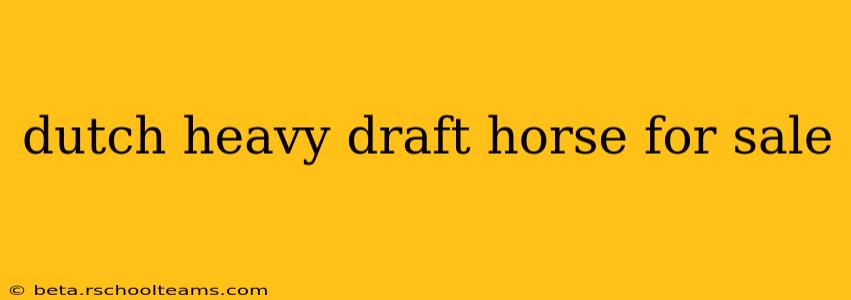 dutch heavy draft horse for sale