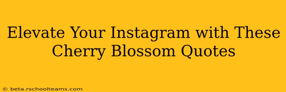 Elevate Your Instagram with These Cherry Blossom Quotes