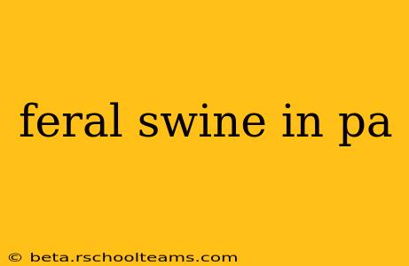 feral swine in pa